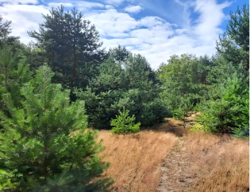 Działka rolna Pilchowo