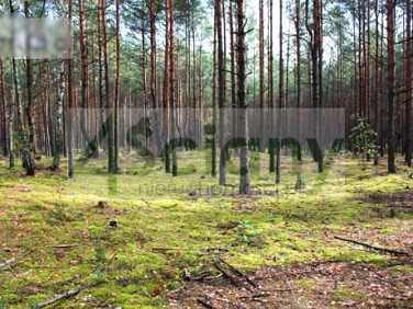 Działka leśna Warszawa