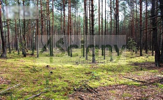 Działka leśna Warszawa