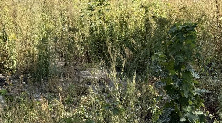 Działka budowlana Legionowo