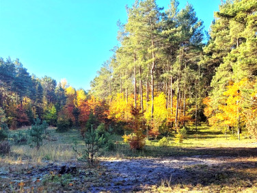 Działka leśna Grabowa