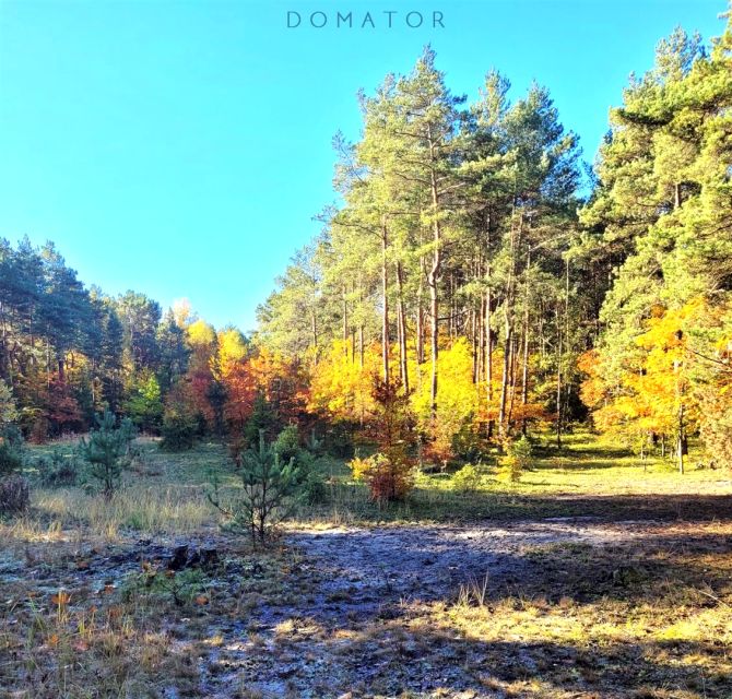 Działka leśna Grabowa