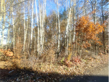 Działka rolna Redlanka