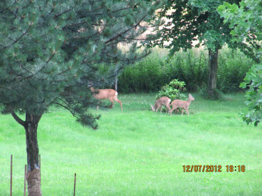 Działka budowlana Chyby