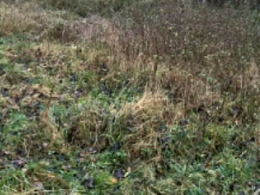 Działka budowlana Duchnice