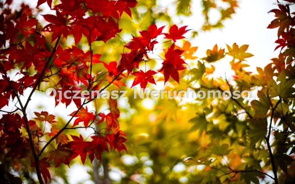 Działka budowlana Mochle