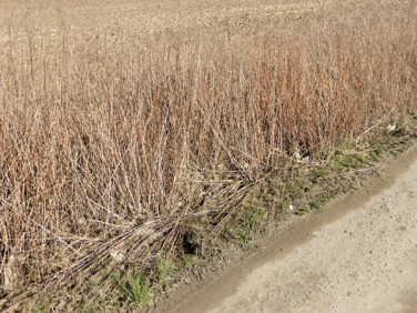 Działka budowlana Łady