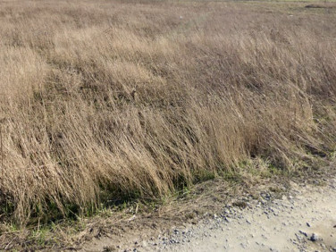 Działka budowlana Falenty Nowe