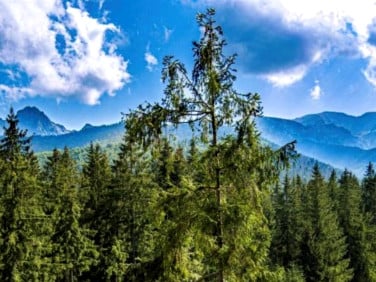 Działka budowlana Kościelisko