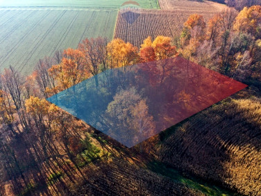 Działka leśna Osiek