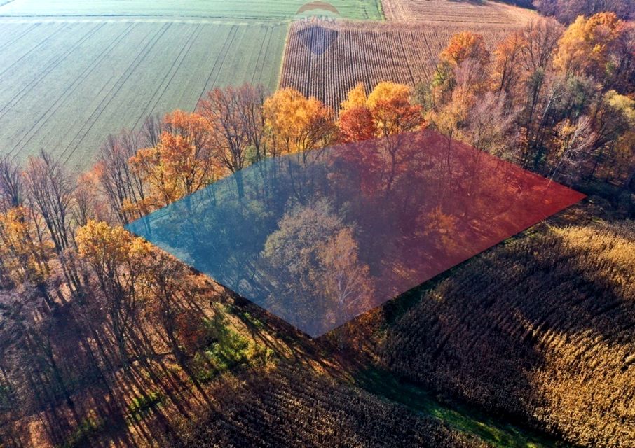 Działka leśna Osiek