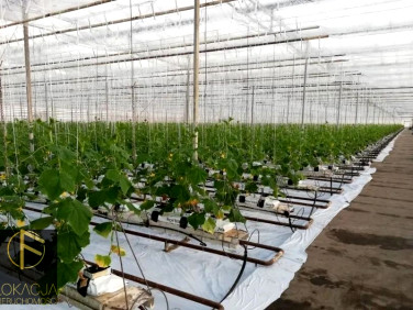 Działka Tłokinia Wielka