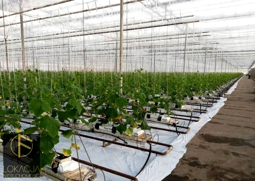 Działka Tłokinia Wielka