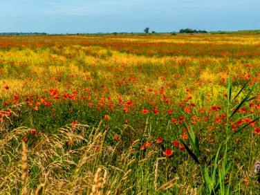 Działka rolna Nieborowo