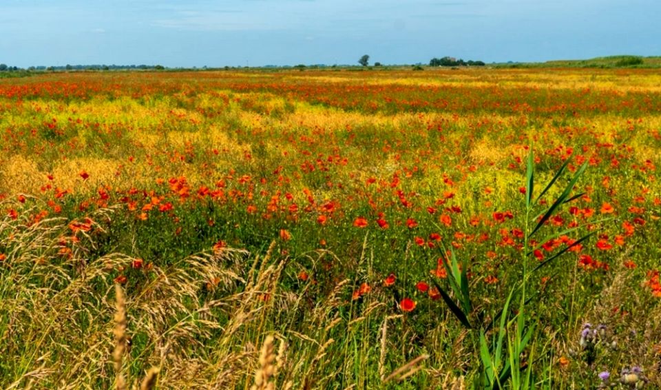 Działka rolna Nieborowo
