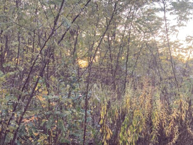 Działka budowlana sprzedam