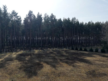 Działka budowlana Murzynowo Leśne