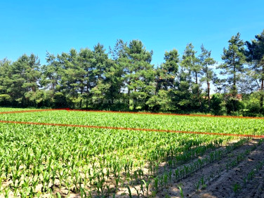 Działka budowlana Mściów