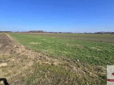 Działka rolna Kaszewska Wola