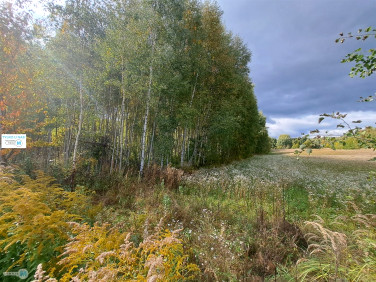 Działka siedliskowa Sędek sprzedam