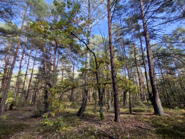 Działka Osiedle Wilga