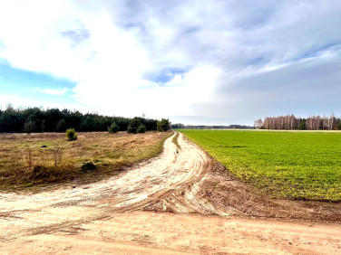 Działka leśna Paulinowo