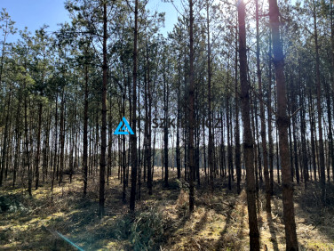 Działka leśna Rosochatka