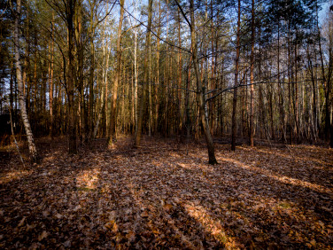 Działka Sokolniki-Las