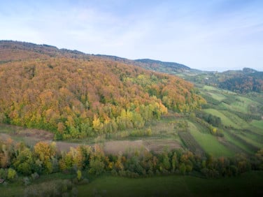 Działka leśna Kicznia sprzedam