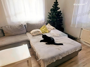 Mieszkanie przy lesie