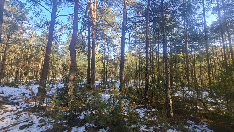 Działka leśna Pawły sprzedam