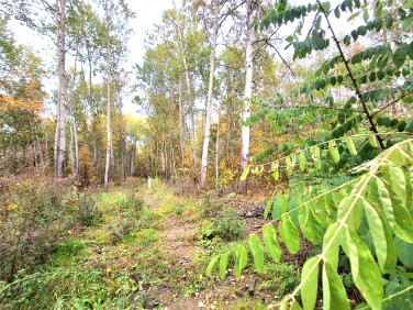 Działka leśna Budy Michałowskie