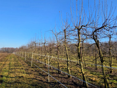 Działka rolna Siedlec