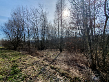 Zalesiona działka Golkowice