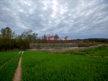 Działka leśna Ciechocin
