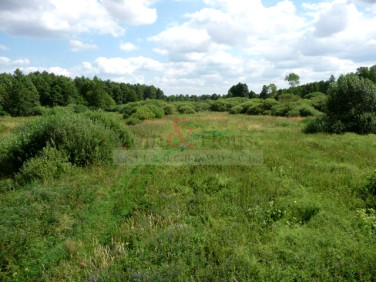 Działka leśna Ciechocin