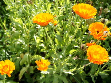 Ogrodzona działka Jełowa