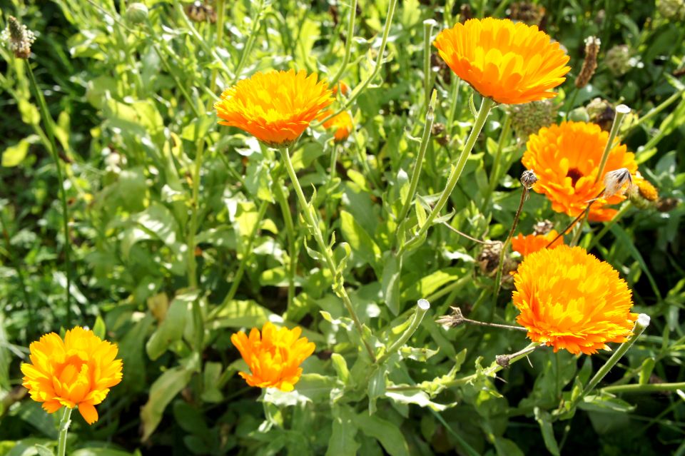 Ogrodzona działka Jełowa