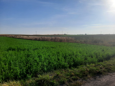 Działka rolna Głogowo