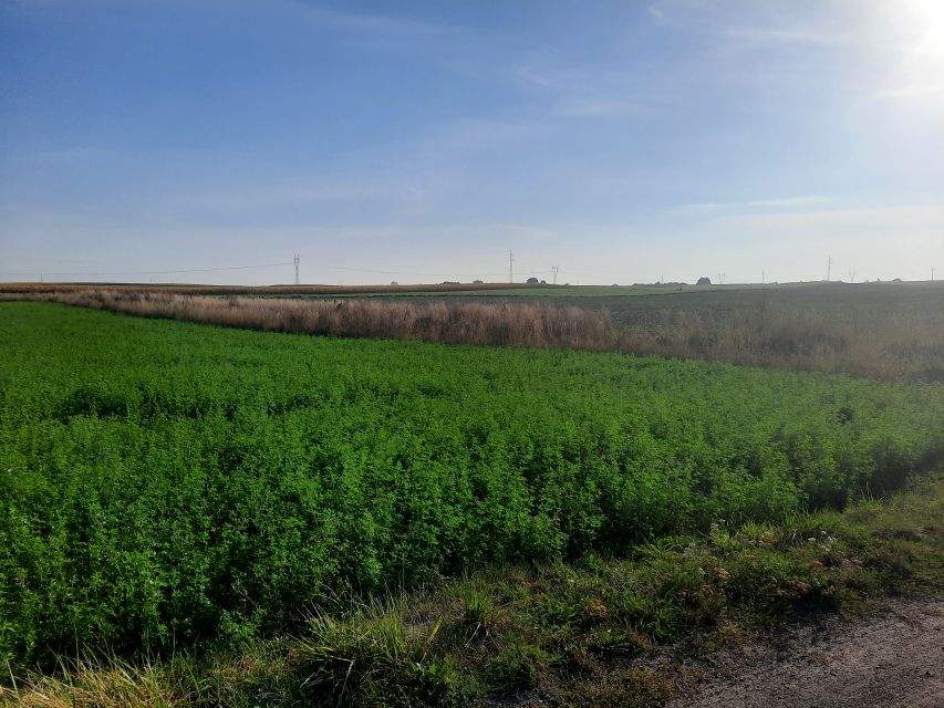 Działka rolna Głogowo