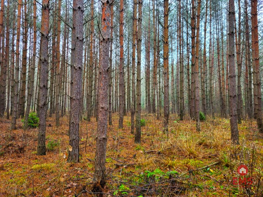 Działka leśna Dubicze Cerkiewne