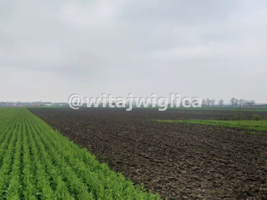 Działka Żerniki Wrocławskie