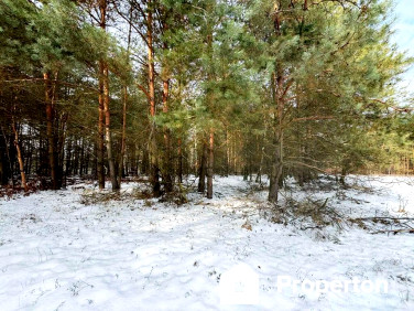 Działka leśna Zagóźdź