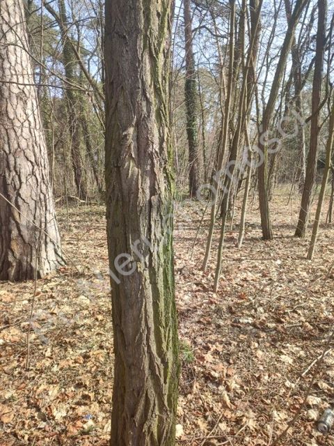 Działka budowlana Milanówek