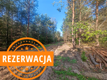 Zalesiona działka Dziekanów Polski