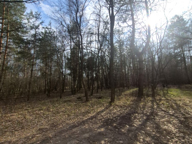 Działka leśna Rudy