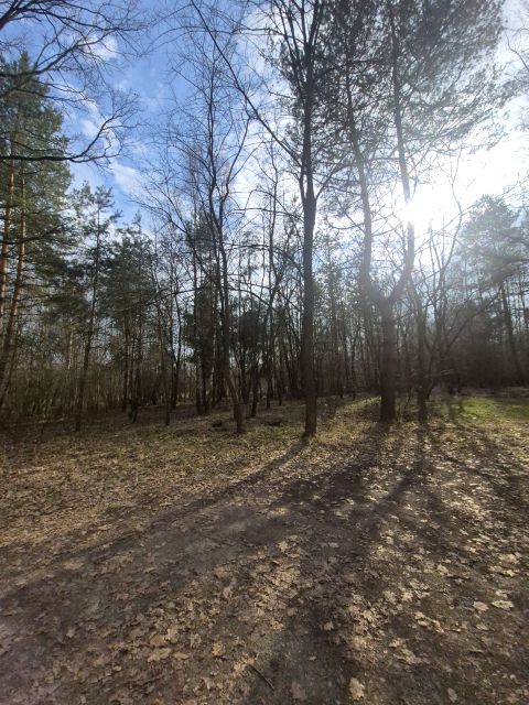 Działka leśna Rudy