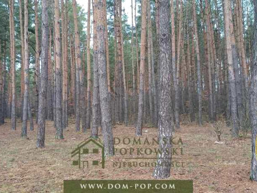 Działka leśna Cyganówka