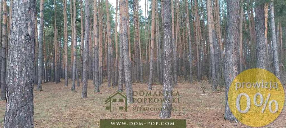 Działka leśna Cyganówka