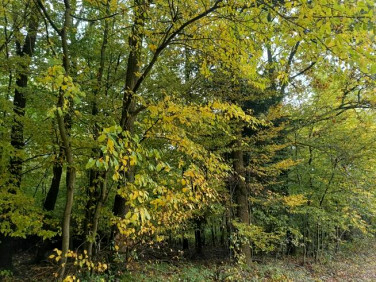 Działka rolno-leśna Lipnica Dolna